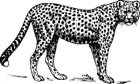 Printable Pictures Of Cheetahs